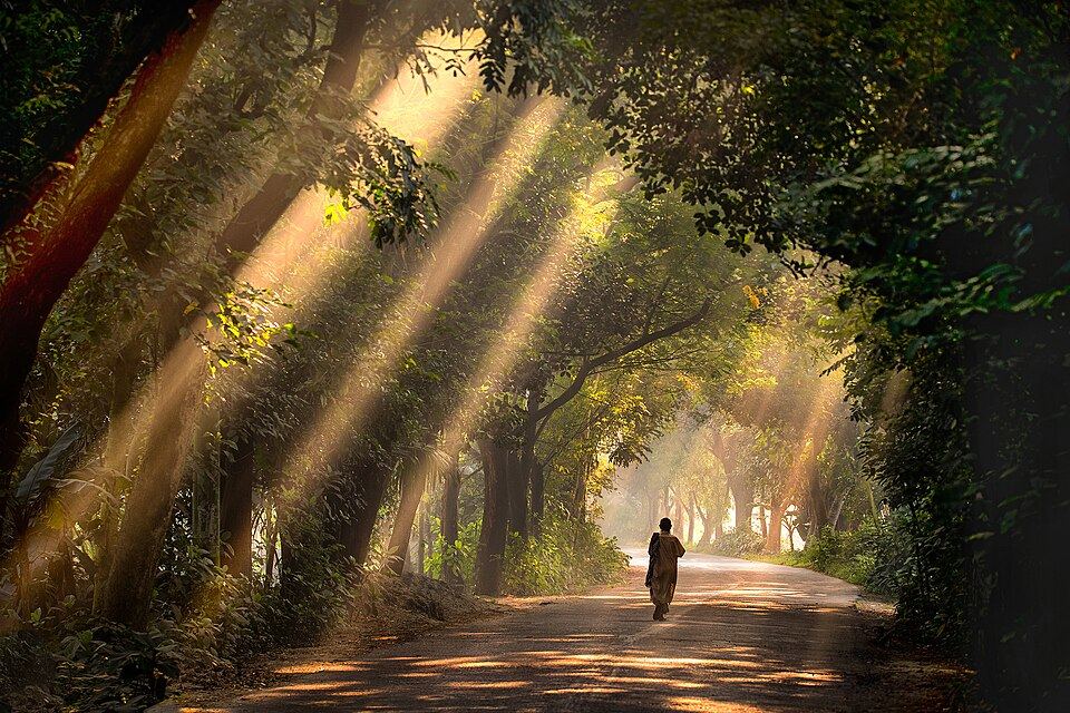 Satchari National Park
